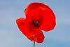 poppy.jpg